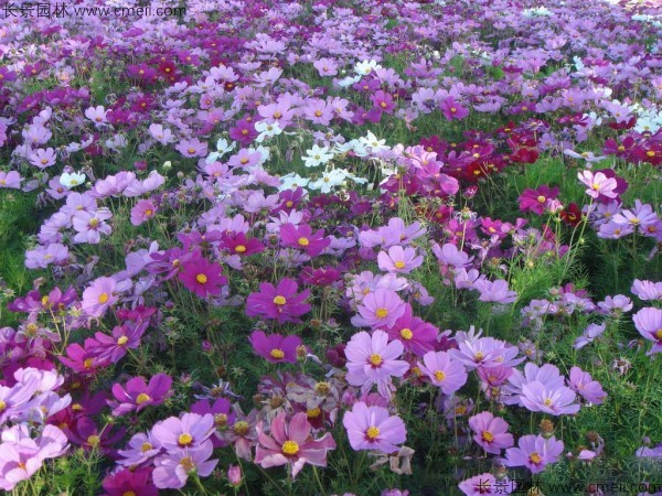 格?；ǚN子發(fā)芽出苗開花圖片