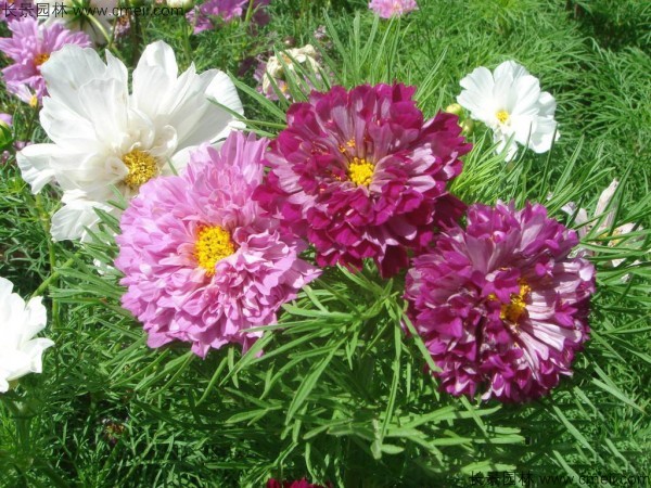 格?；ǚN子發(fā)芽出苗開花圖片