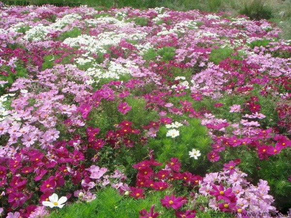 格?；ǚN子發(fā)芽出苗開花圖片